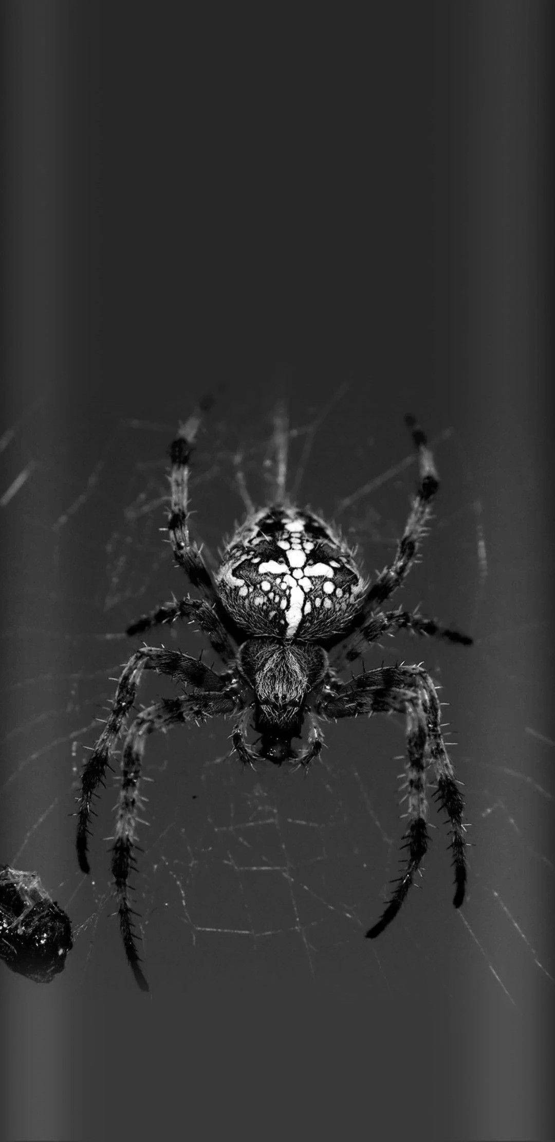spider, greyscale, black and white, Full HD Phone Wallpaper