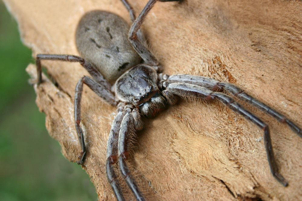 Spider, light grey body, grayish legs, SD Desktop Wallpaper