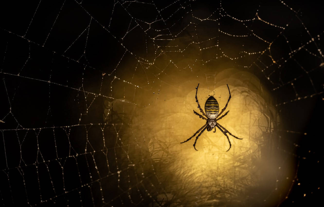 spider, glowing yellow web, dew-covered web, HD Desktop Wallpaper