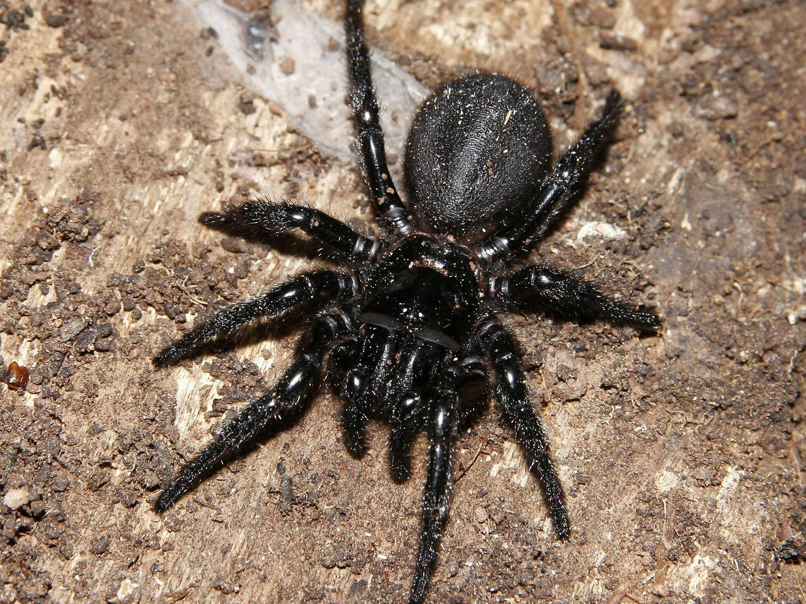 Spider, pitch black body, glossy black, HD Desktop Wallpaper