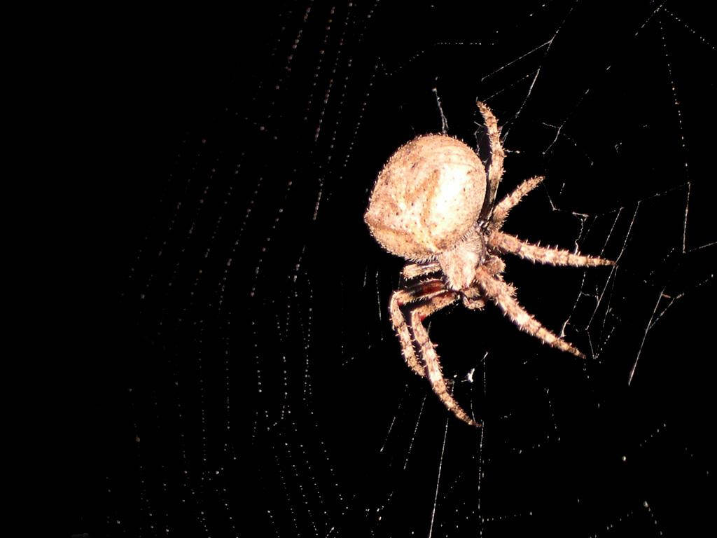 Spider, light cream body, brown spider, SD Desktop Wallpaper