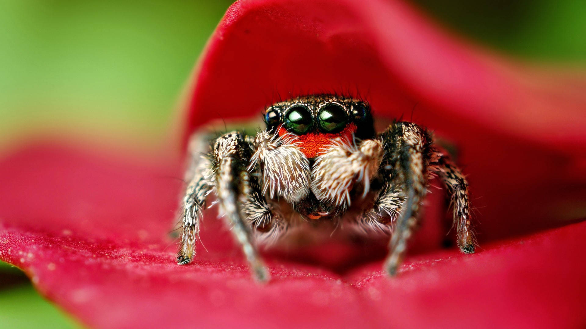 Spider, jumping spider, green eyes, Full HD Desktop Wallpaper