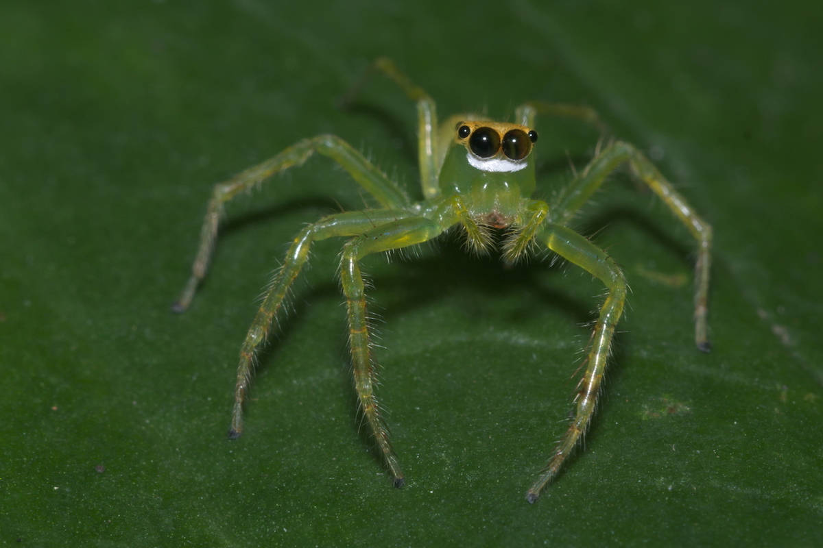 Spider, translucent green body, vibrant green, SD Desktop Wallpaper