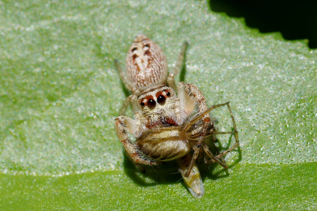 jumping spider, vibrant green leaf, bright daylight, HD Desktop Wallpaper