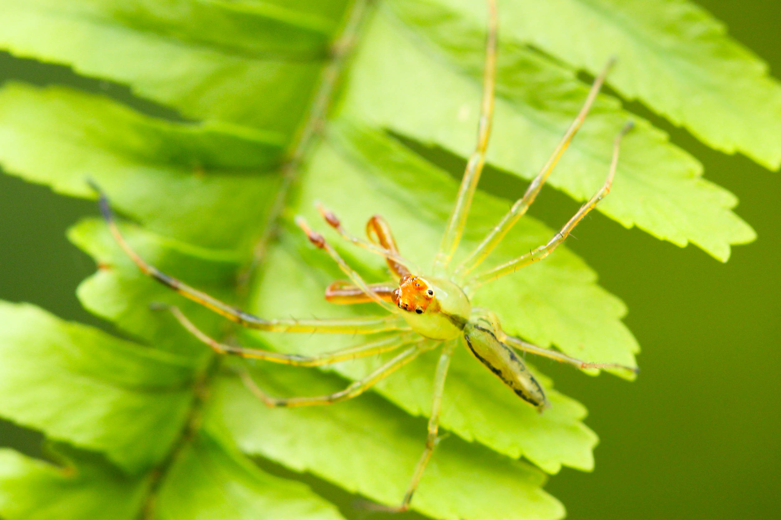 spider, green leaf, vibrant green, Full HD Desktop Wallpaper