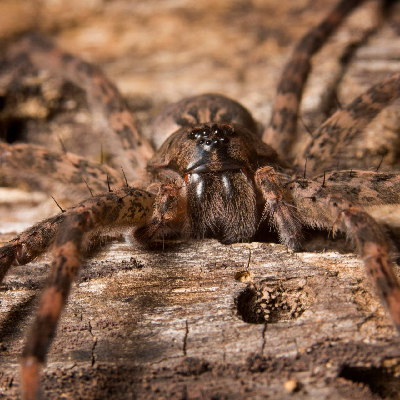 spider, multiple black eyes, large hairy spider, HD Desktop Wallpaper