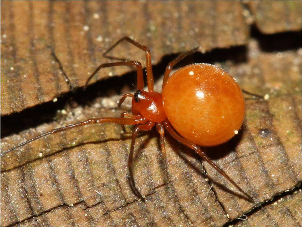spider, bright orange body, glossy orange, SD Desktop Wallpaper
