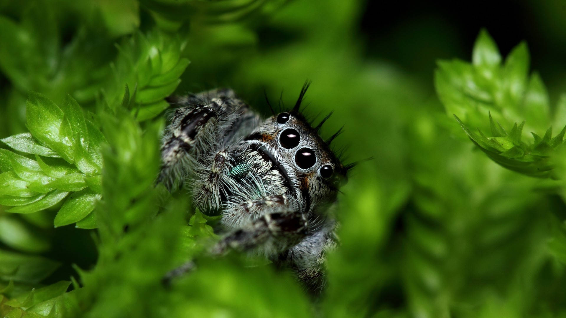 jumping spider, fuzzy, large black eyes, Full HD Desktop Wallpaper