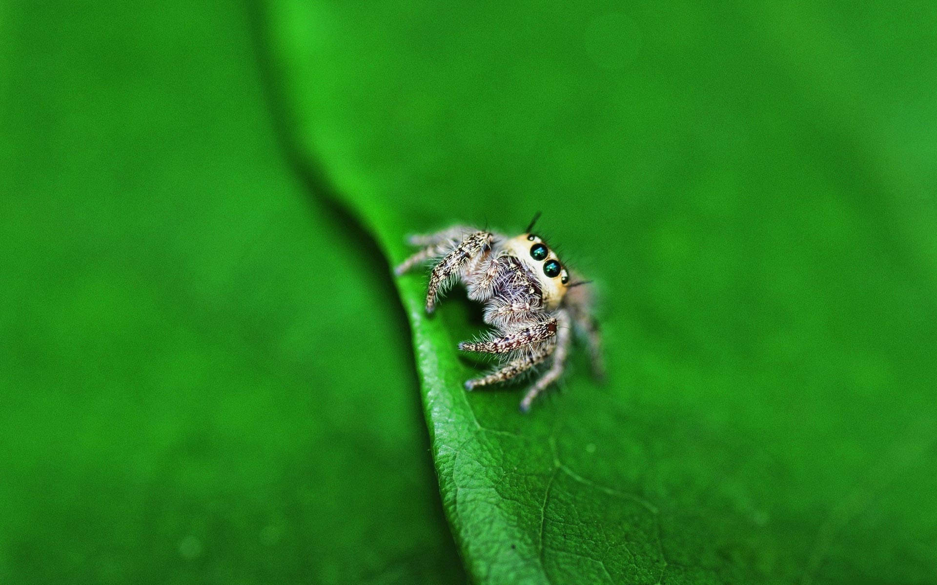 jumping spider, blue eyes, vibrant green leaf, Full HD Desktop Wallpaper