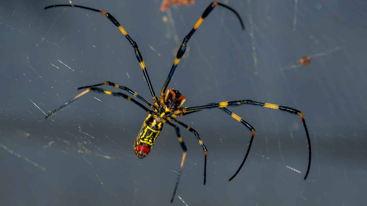 golden silk orb weaver spider, black and yellow striped legs, intricate web, HD Desktop Wallpaper