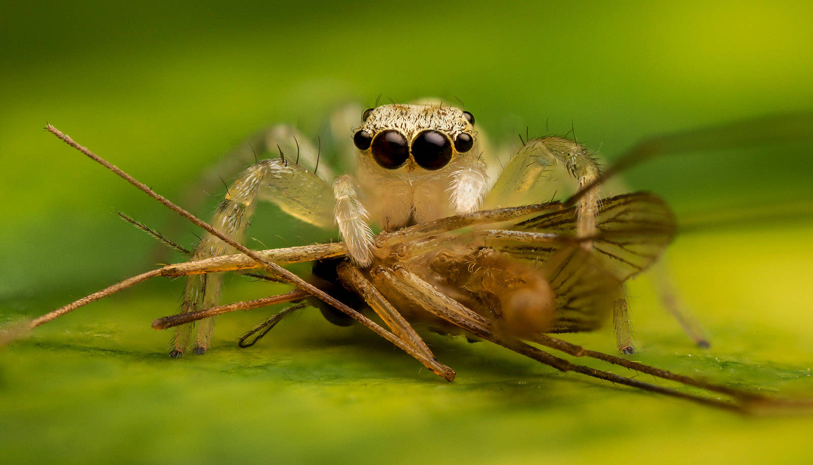 jumping spider, large black eyes, captured insect, HD Desktop Wallpaper