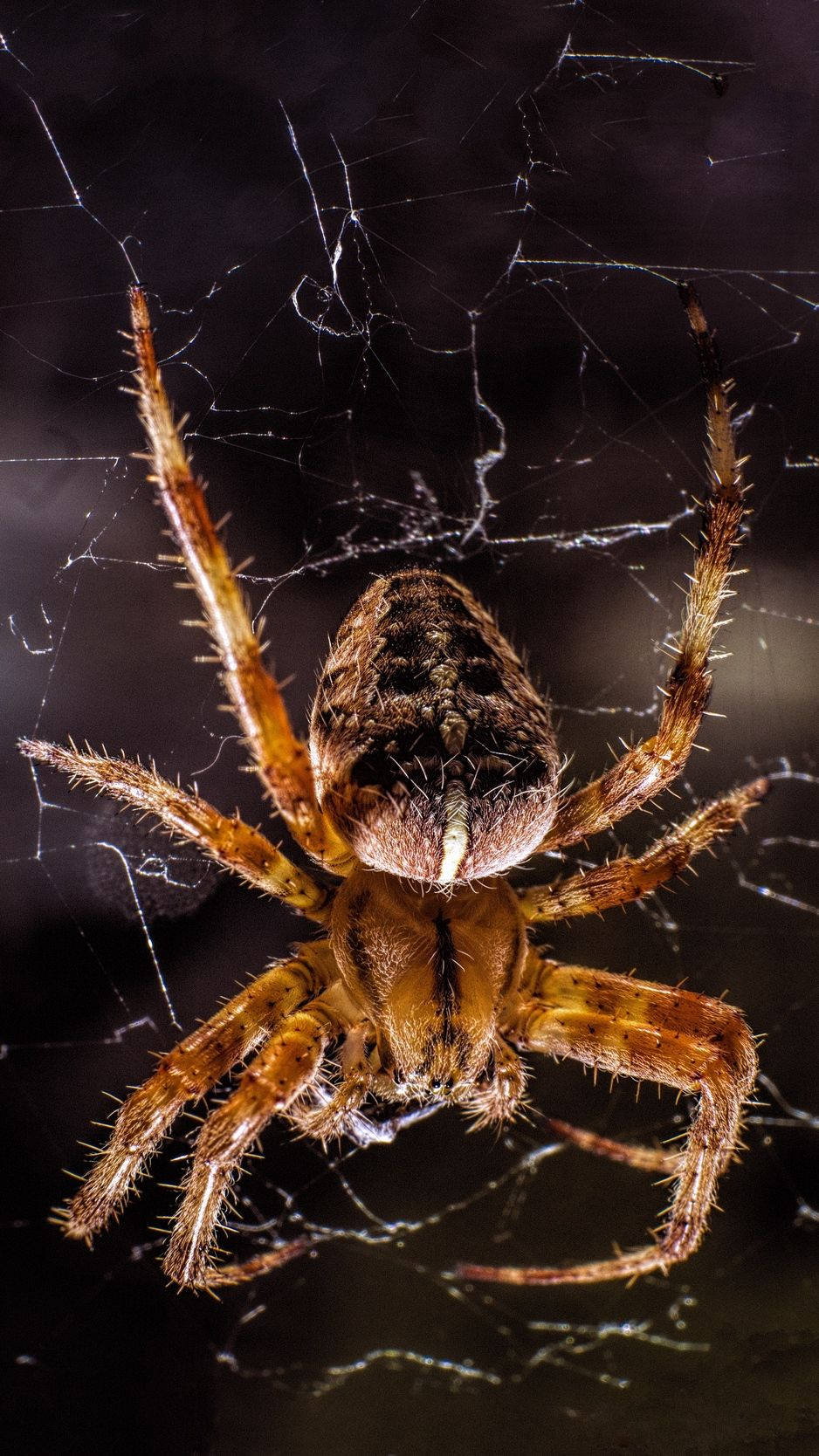 spider, microscopic hairs, brown spider, HD Phone Wallpaper