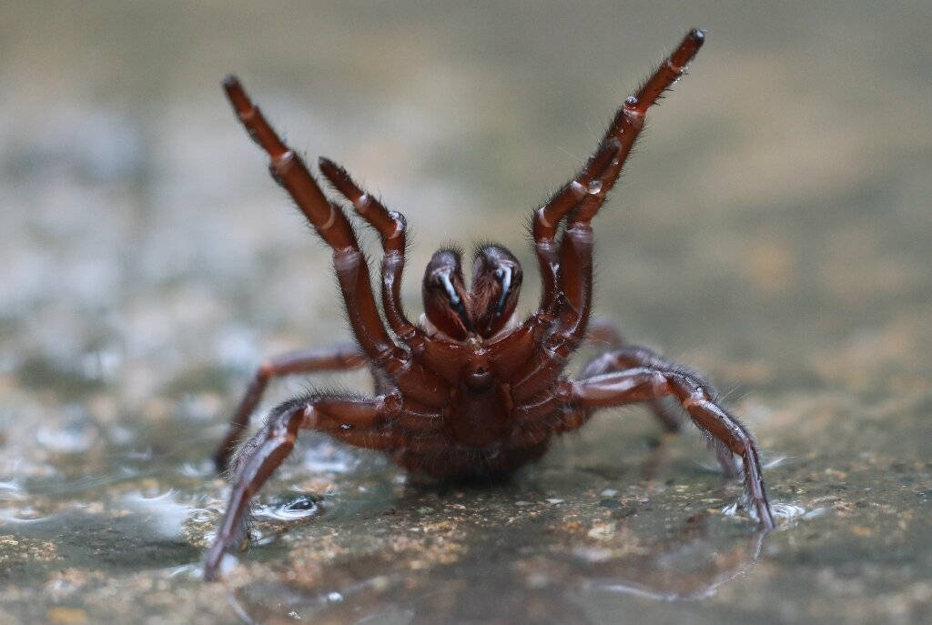 spider, dark brown, hairy legs, SD Desktop Wallpaper
