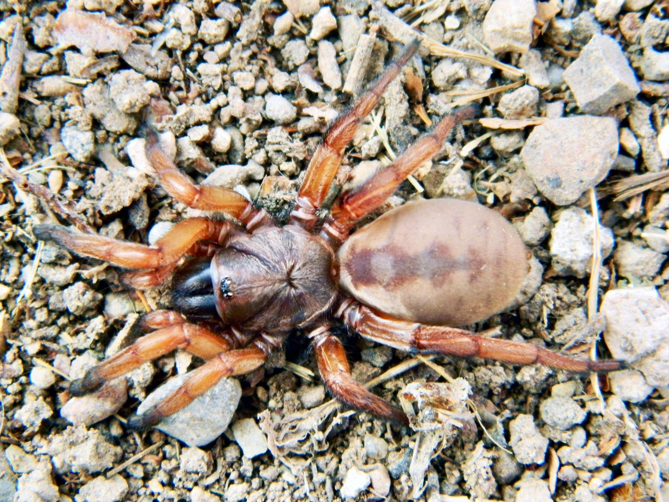 spider, brown, orange legs, Full HD Desktop Wallpaper