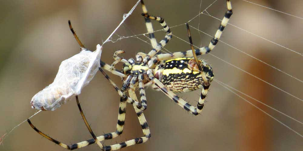 spider, black and yellow, striped legs, SD Desktop Wallpaper