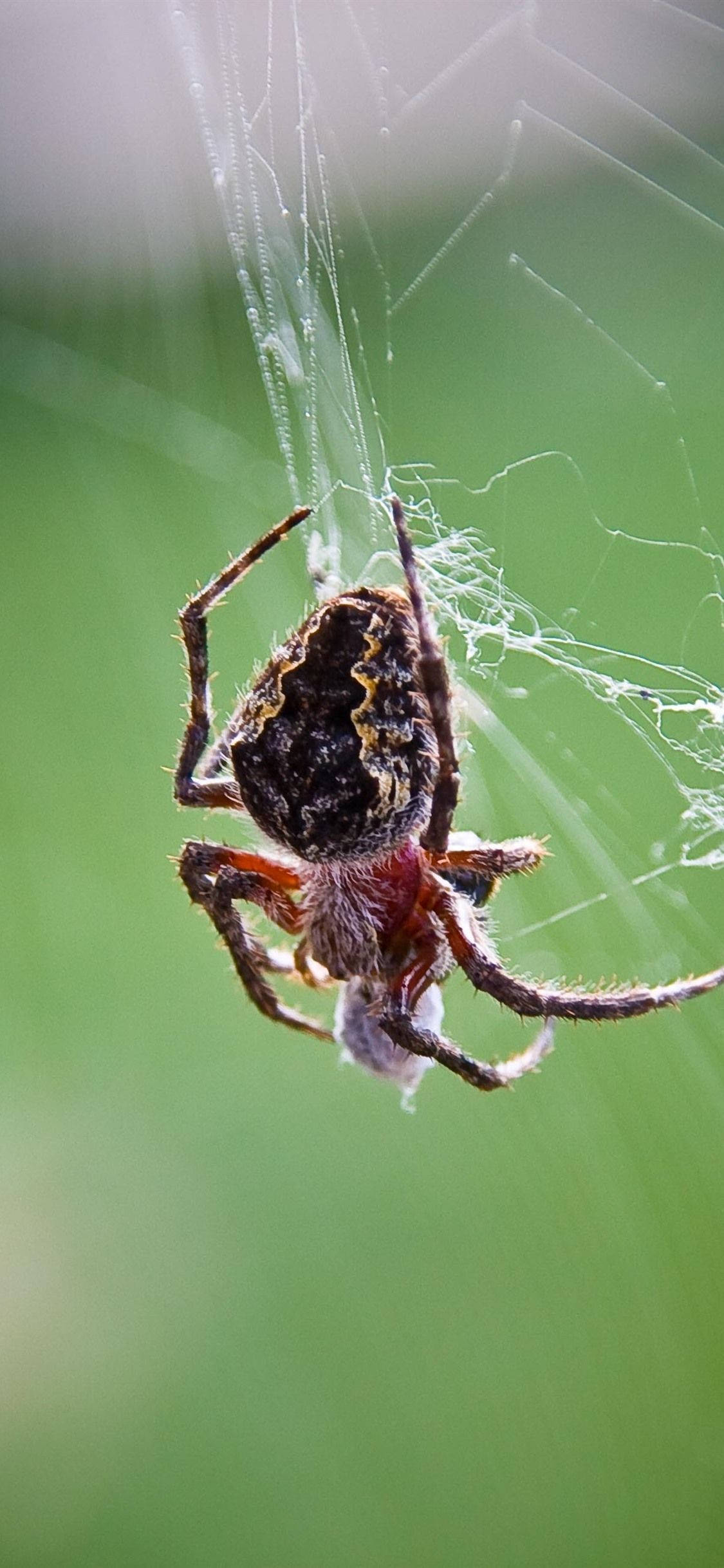 spider, patterned abdomen, red legs, Full HD Phone Wallpaper