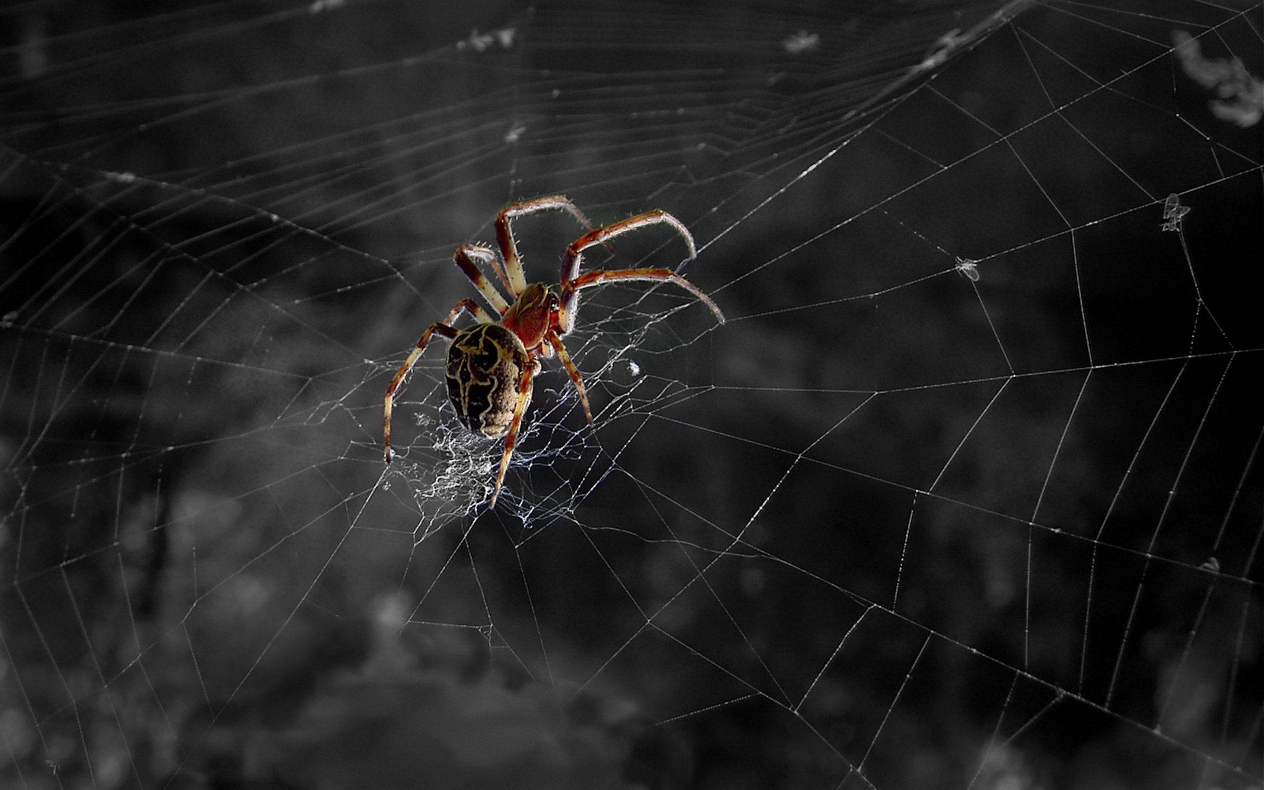 spider, web, patterned abdomen, 2K Desktop Wallpaper