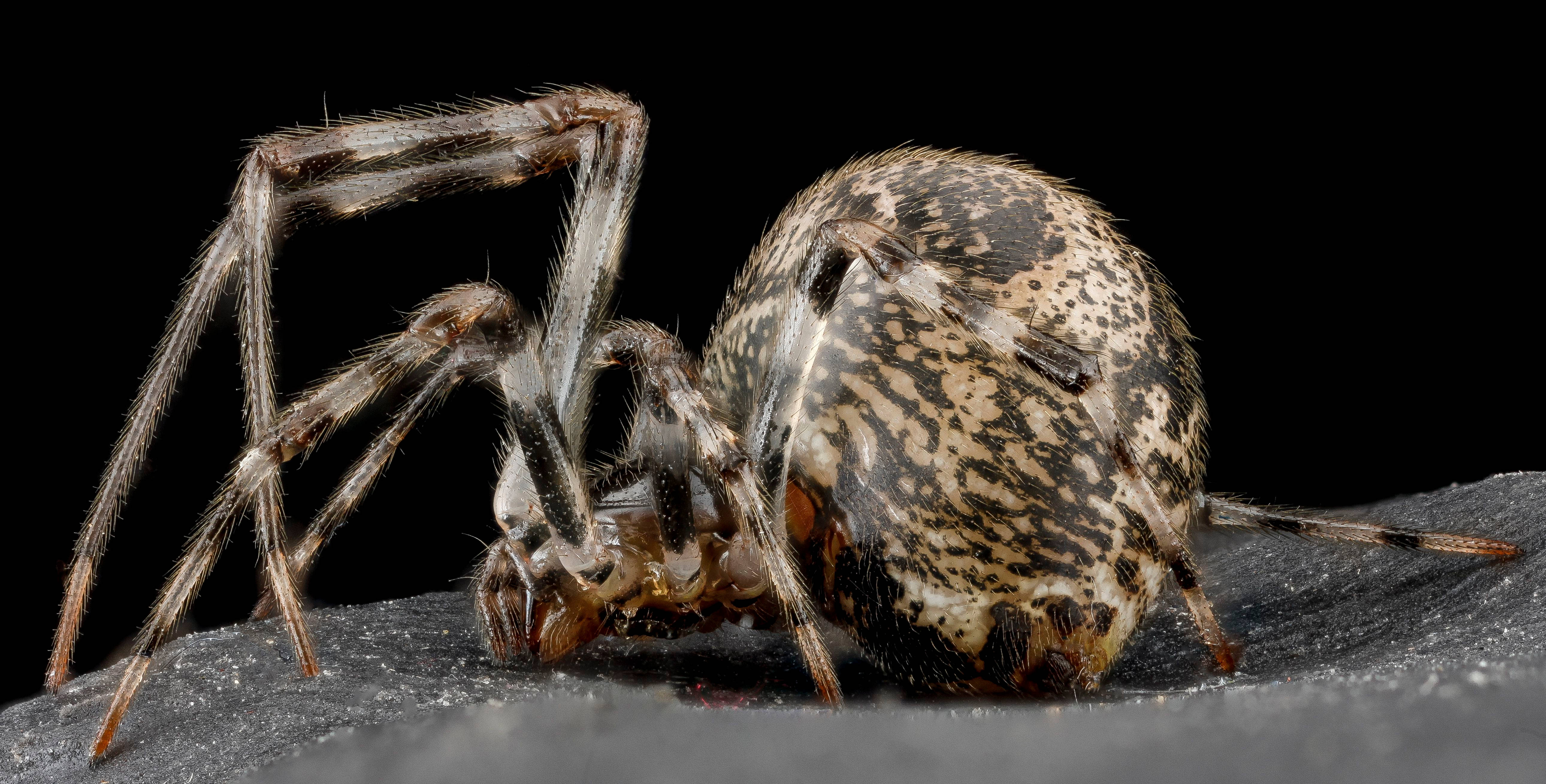 Spider, speckled spider, hairy legs, 5K Desktop Wallpaper