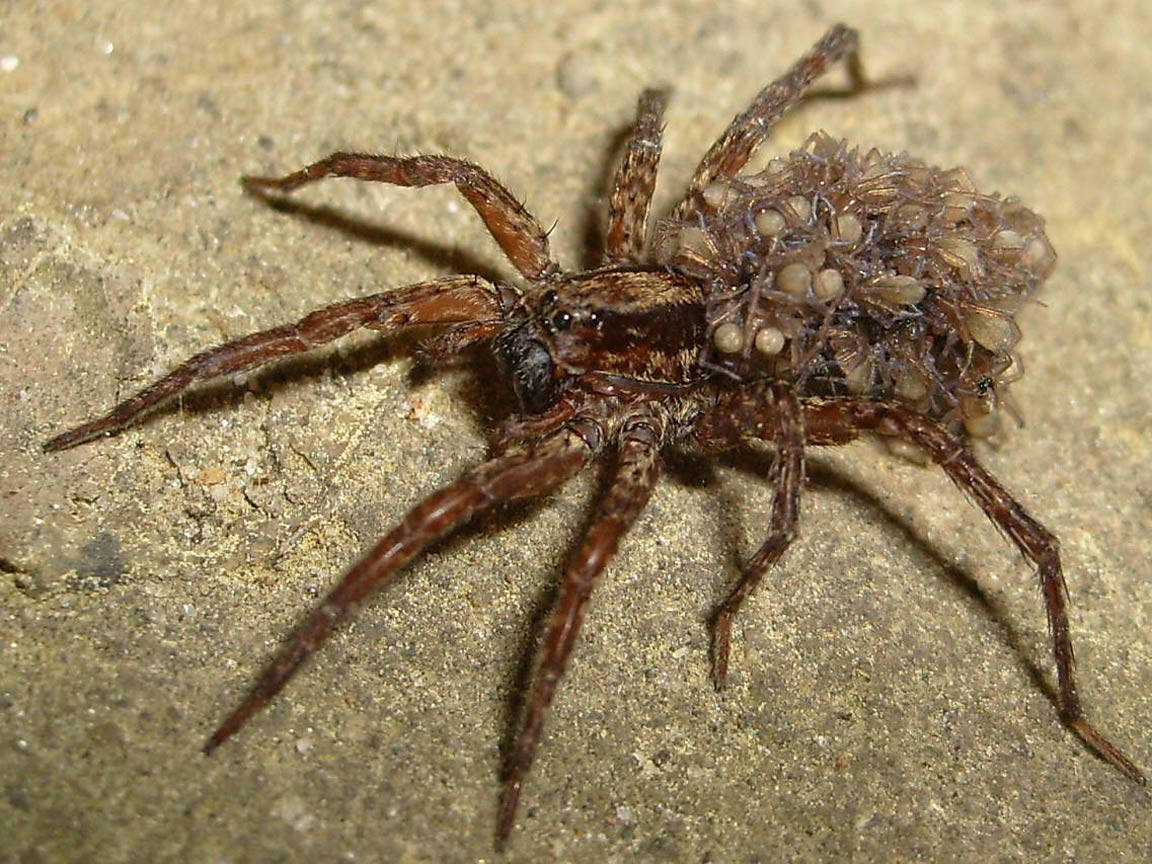 brown spider, cluster of eggs, rough stone surface, SD Desktop Wallpaper