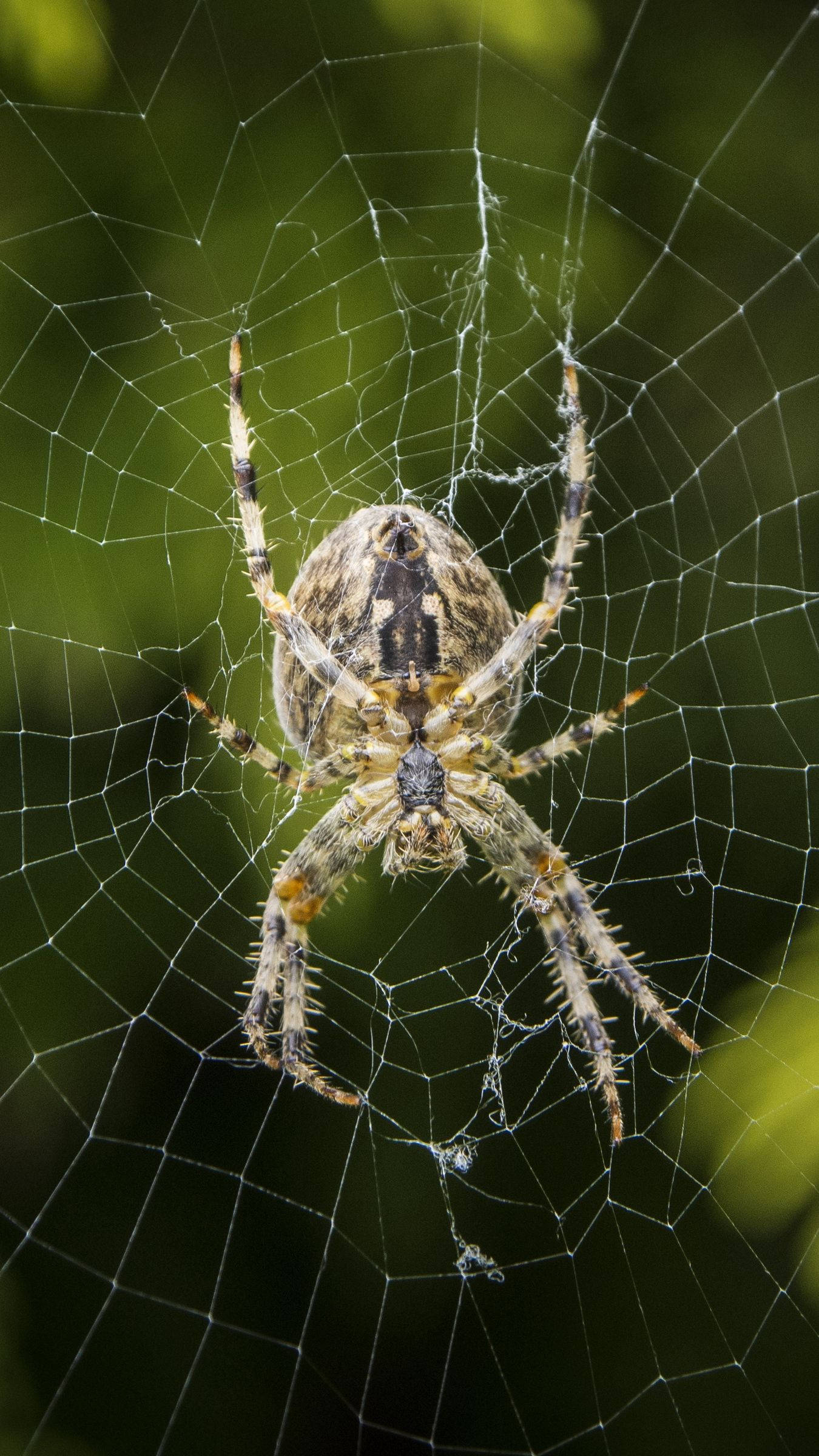 garden spider, intricate web, soft green blurred background, Full HD Phone Wallpaper