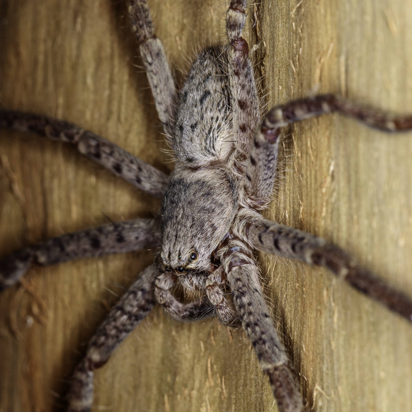 spider, wooden wall, mottled gray and brown markings, HD Desktop Wallpaper