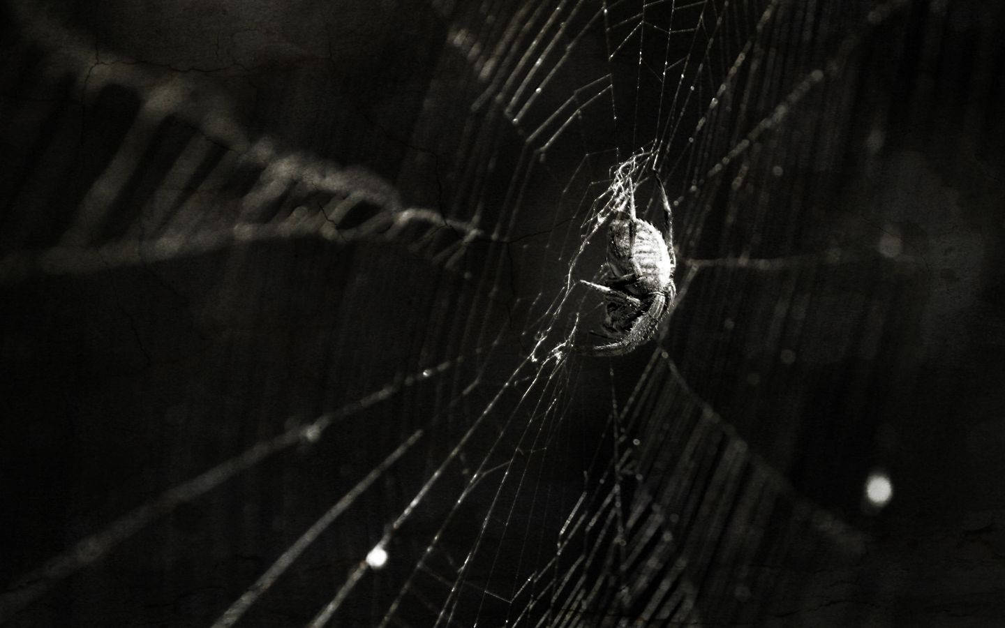 spider, web, intricate web, HD Desktop Wallpaper