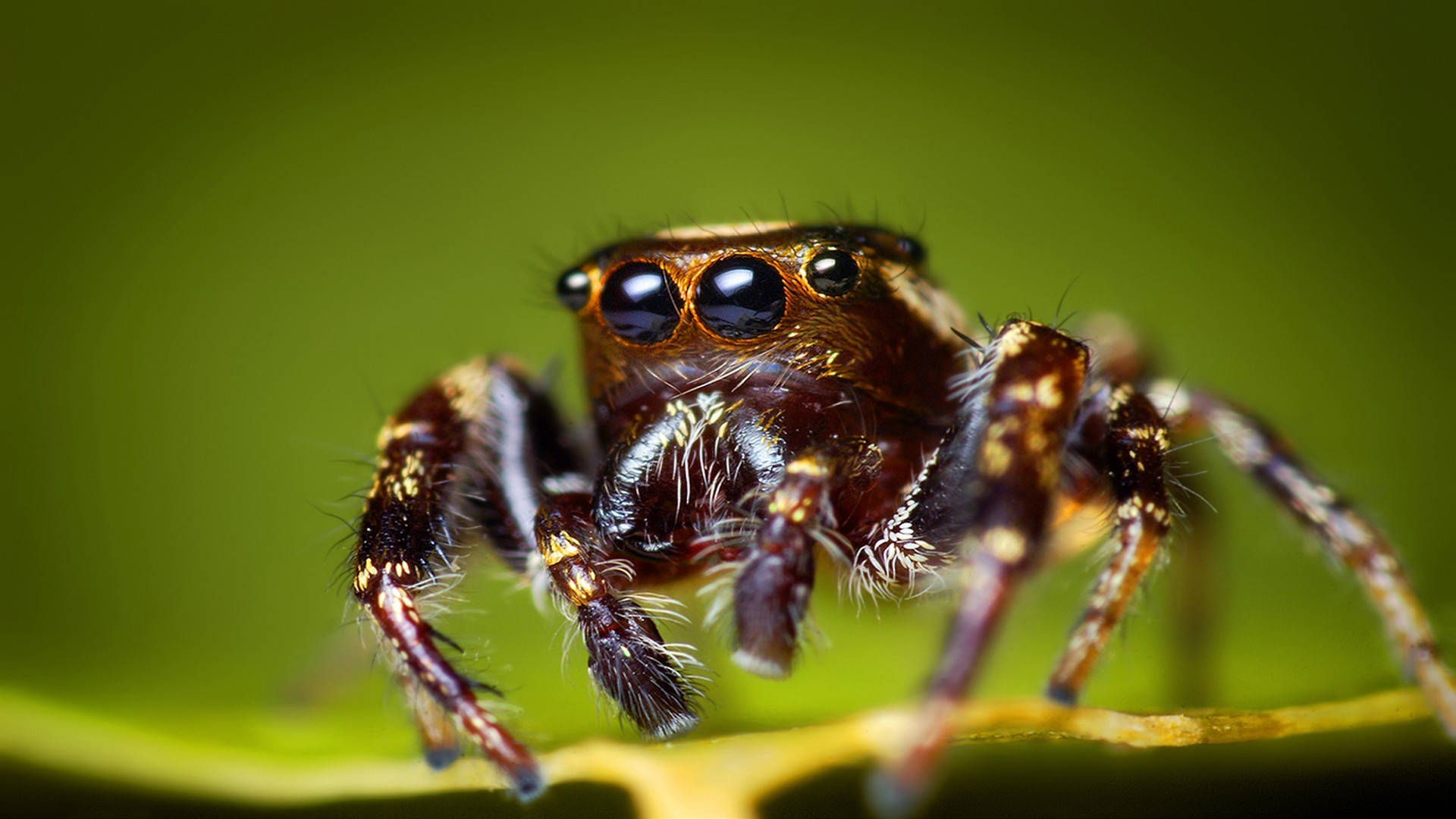 jumping spider, large eyes, green leaf, Full HD Desktop Wallpaper