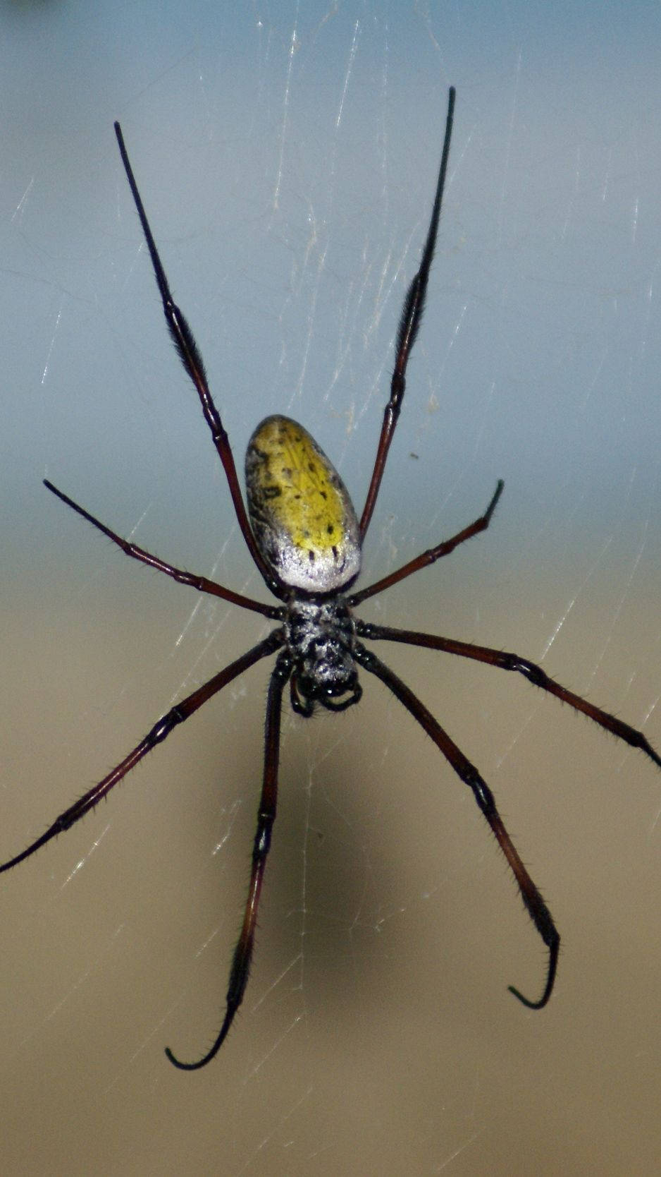 golden silk orb-weaver, yellow and silver abdomen, intricate web, HD Phone Wallpaper
