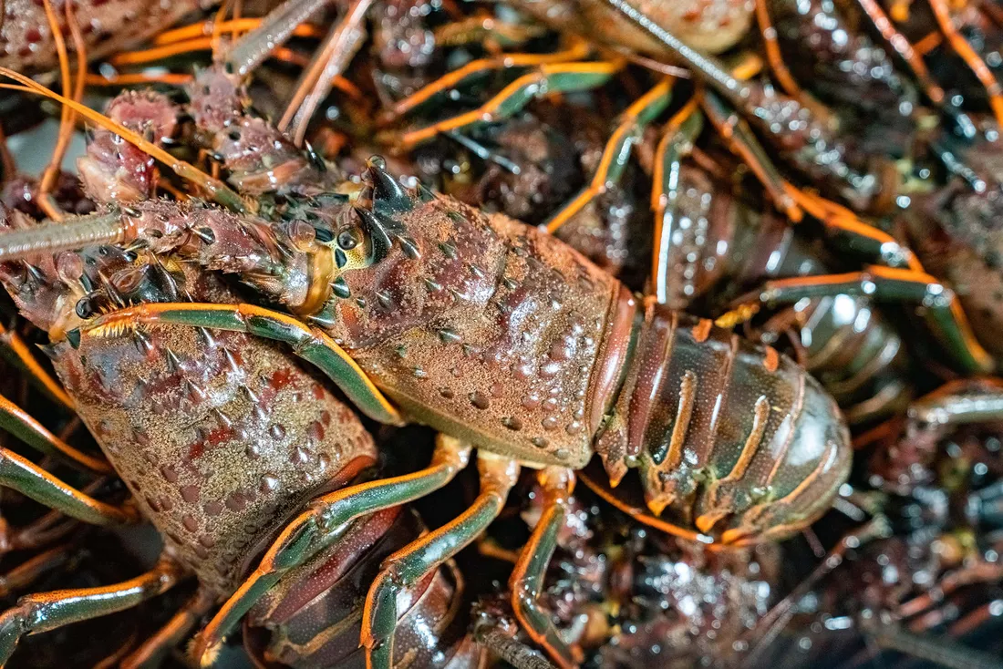 Spiny Lobster