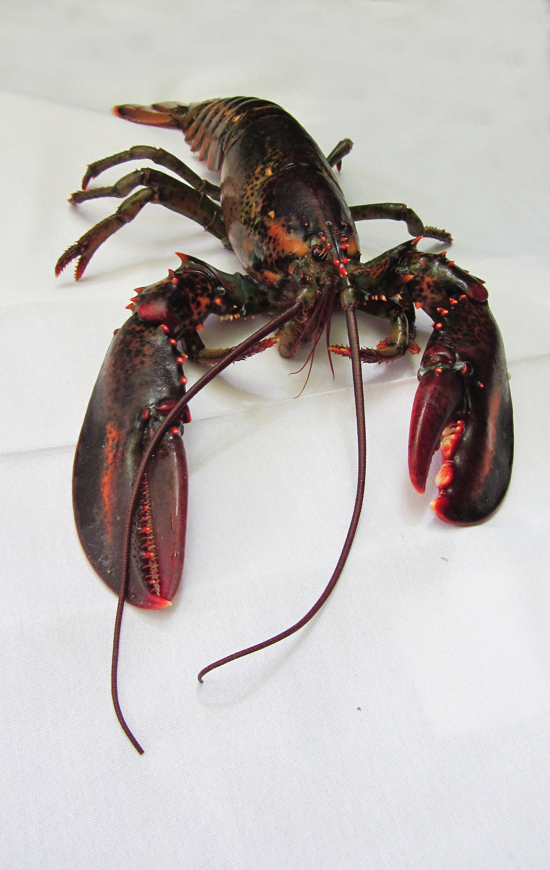 Black Lobster, neon red spikes, dark shell, 2K Phone Wallpaper