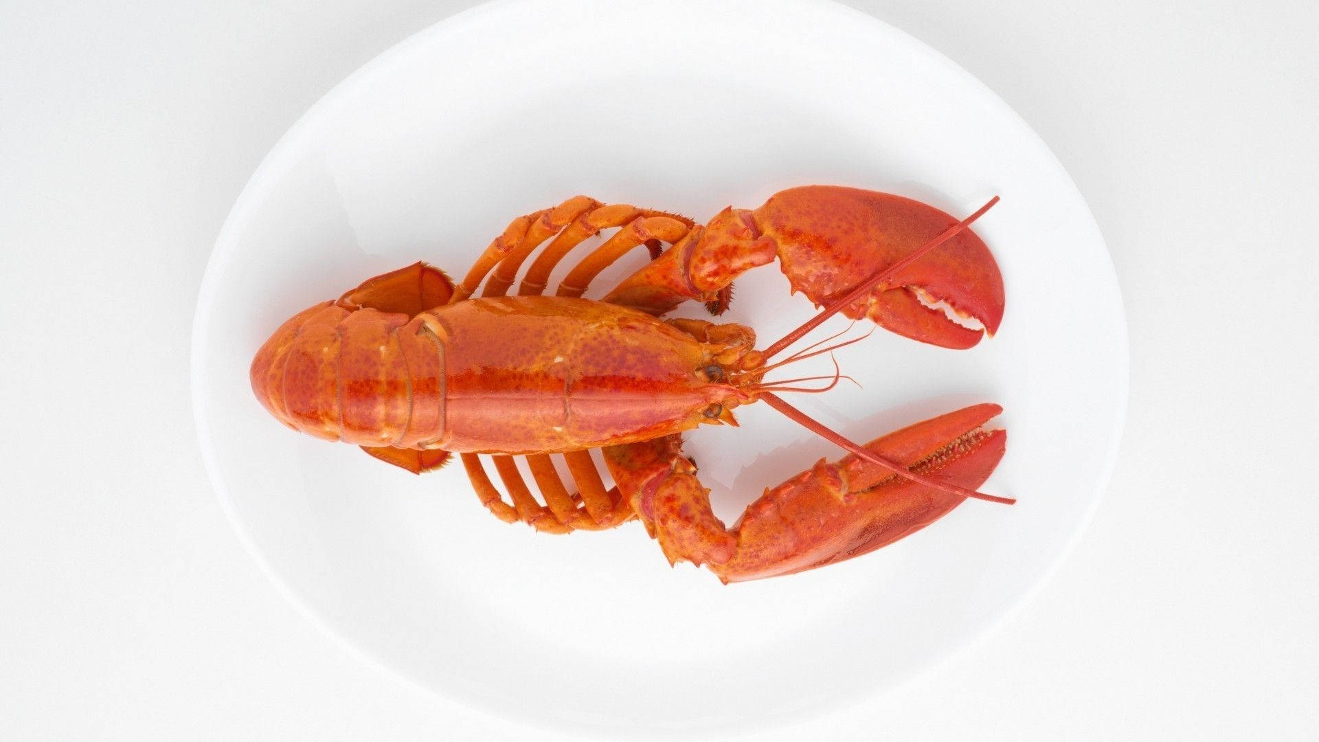 minimalist, cooked lobster, vibrant red, Full HD Desktop Wallpaper