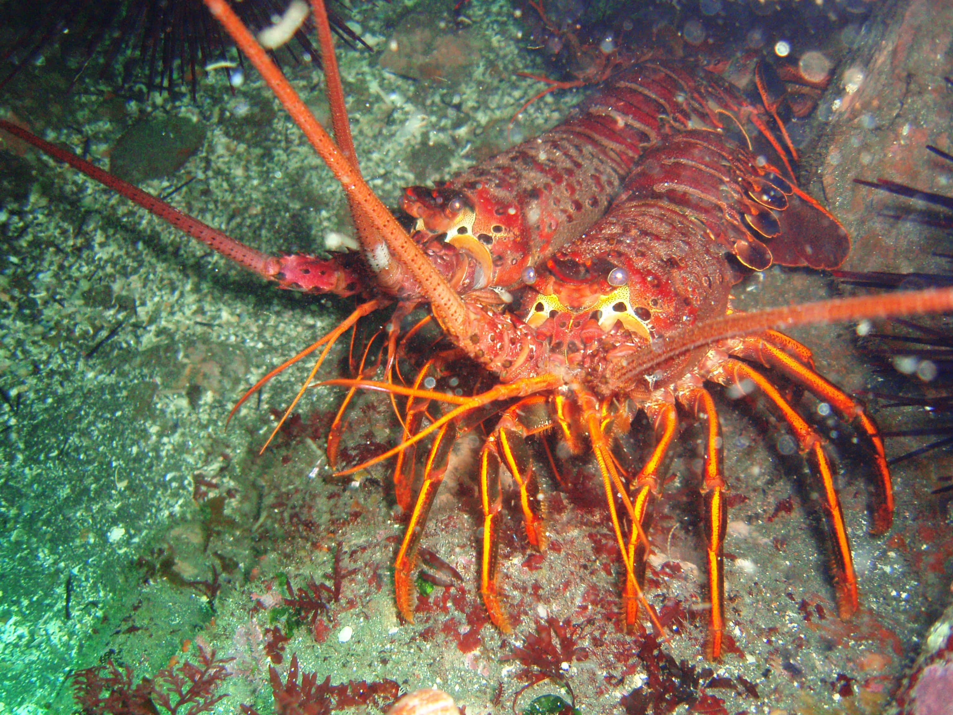 vibrant red spiny lobster, long orange antennae, green algae covered rocky ocean floor, 2K Desktop Wallpaper