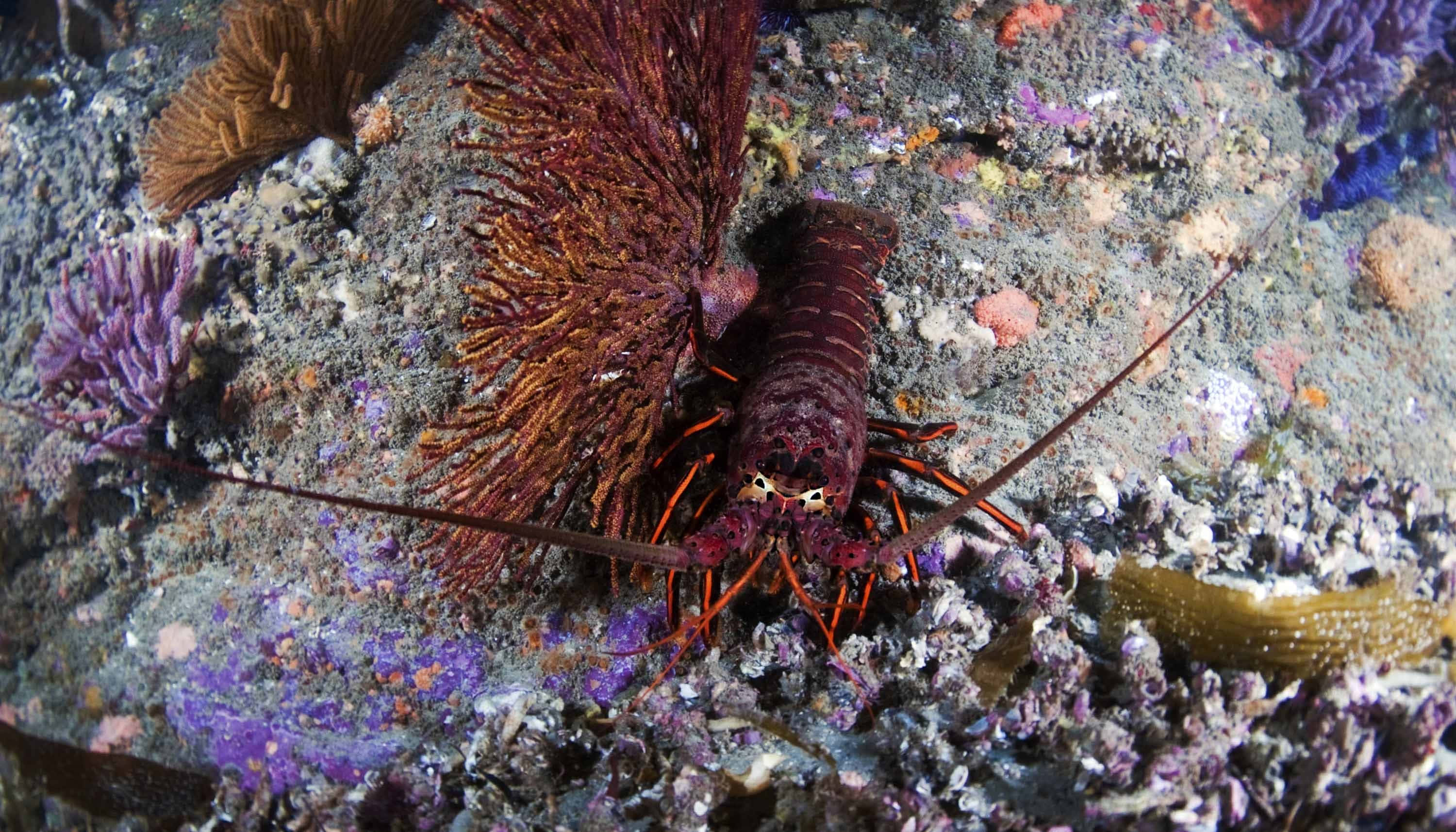 Spiny Lobster, coral reef, purple sea fans, 2K Desktop Wallpaper