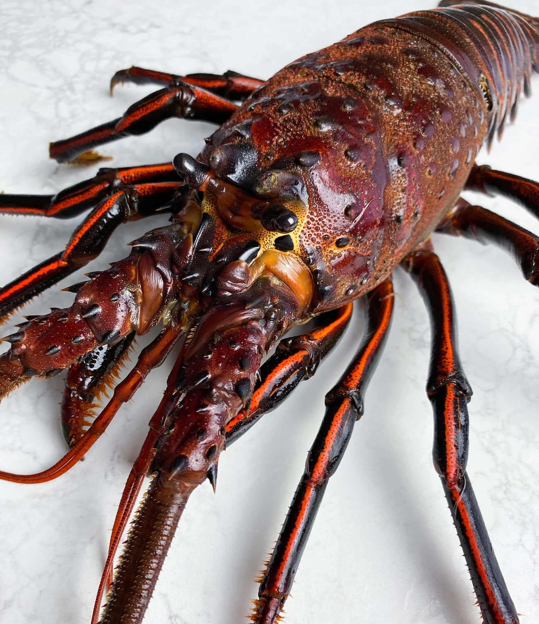 spiny lobster, vibrant red and black shell, white marble, Full HD Phone Wallpaper