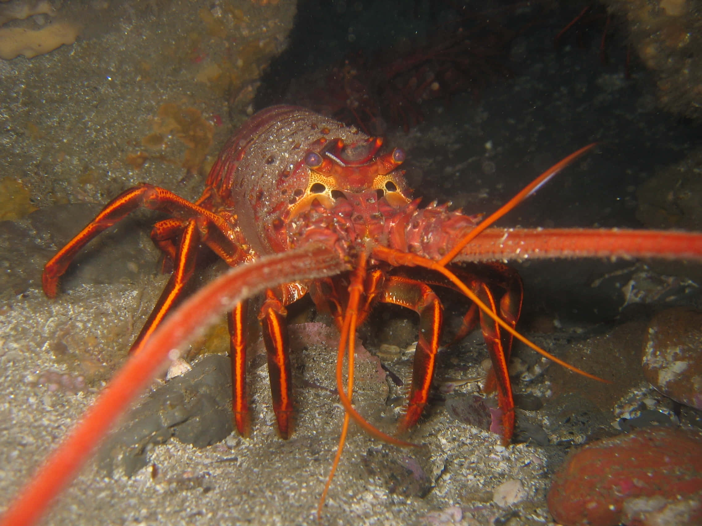 spiny lobster, vibrant red, long antennae, Full HD Desktop Wallpaper
