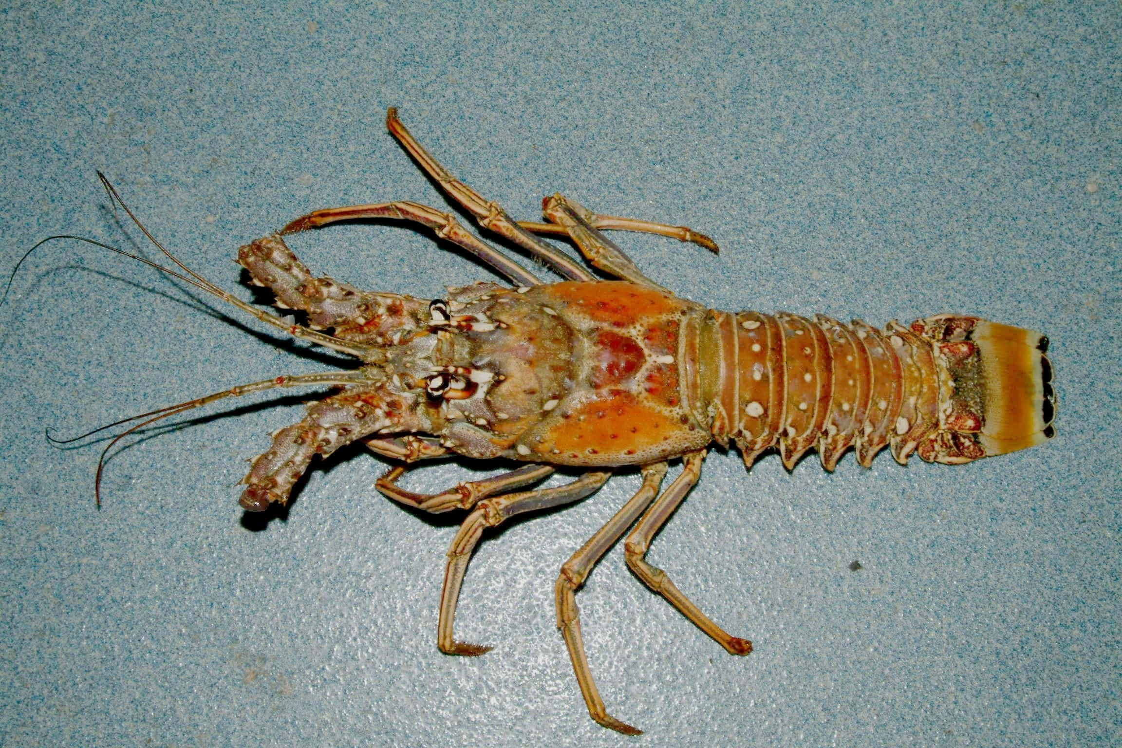 Spiny Lobster, orange and white spotted shell, textured blue surface, Full HD Desktop Wallpaper