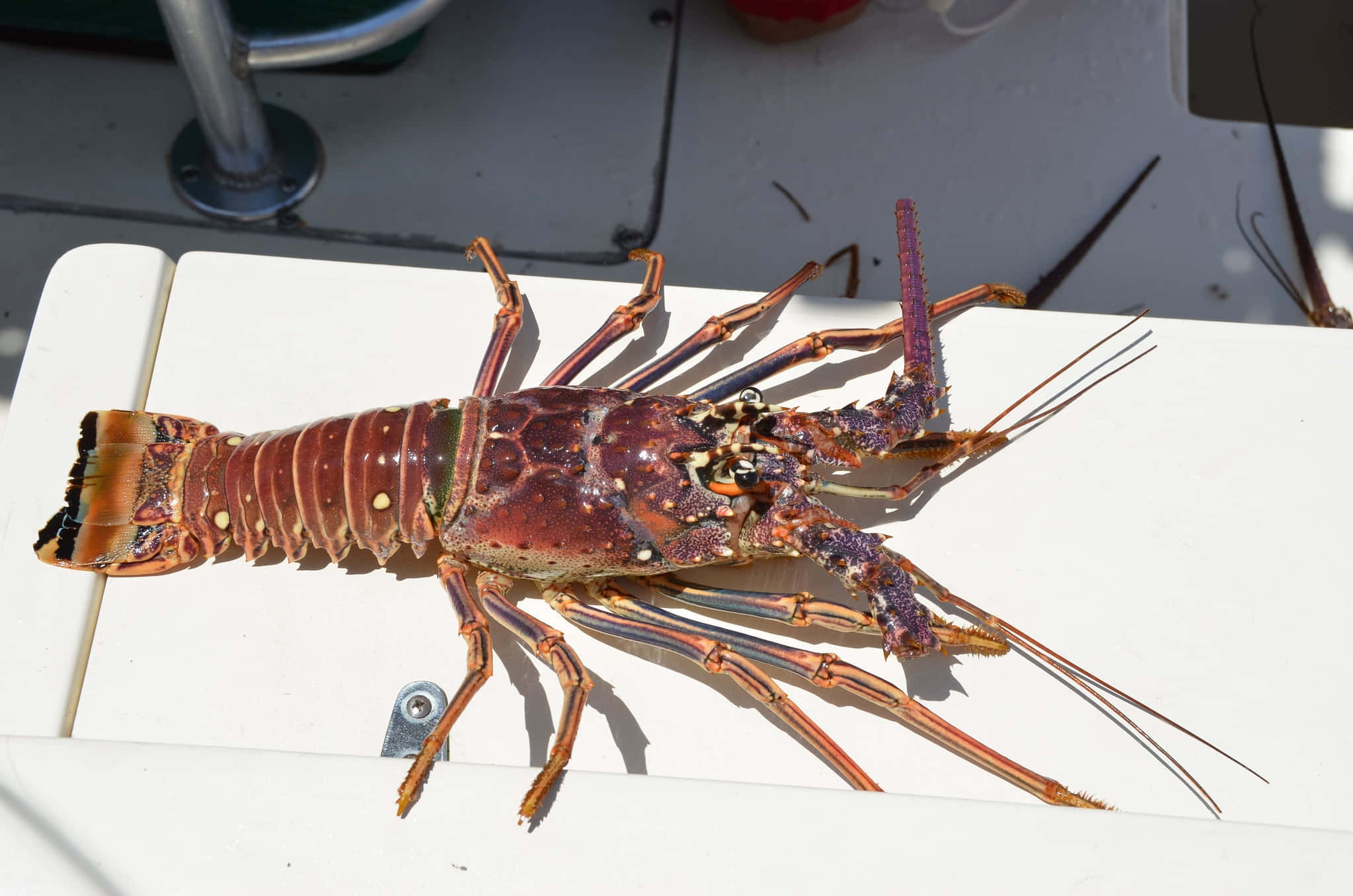 Spiny Lobster, red, long antennae, Full HD Desktop Wallpaper