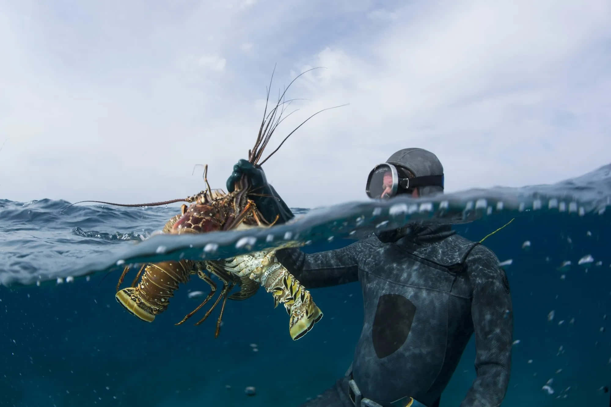 Spiny Lobster, scuba diver, wetsuit, Full HD Desktop Wallpaper