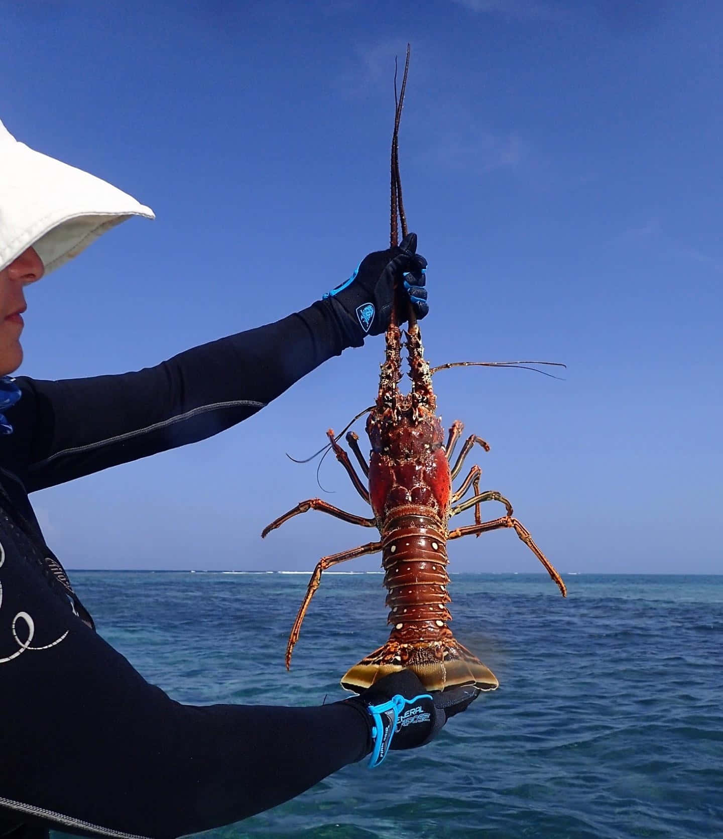 spiny lobster, wetsuit, gloves, HD Phone Wallpaper