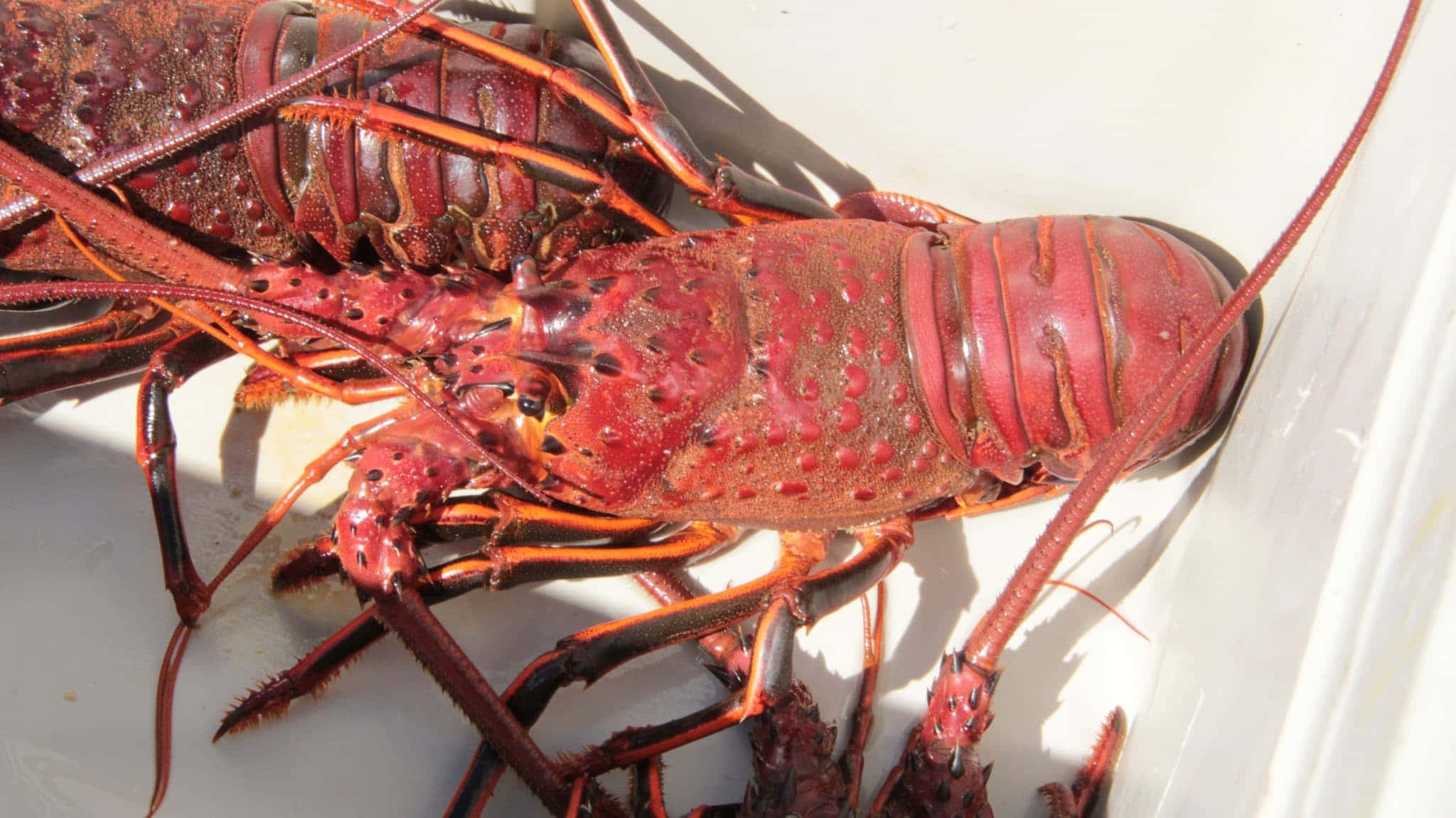 spiny lobster, vibrant red, textured shell, Full HD Desktop Wallpaper