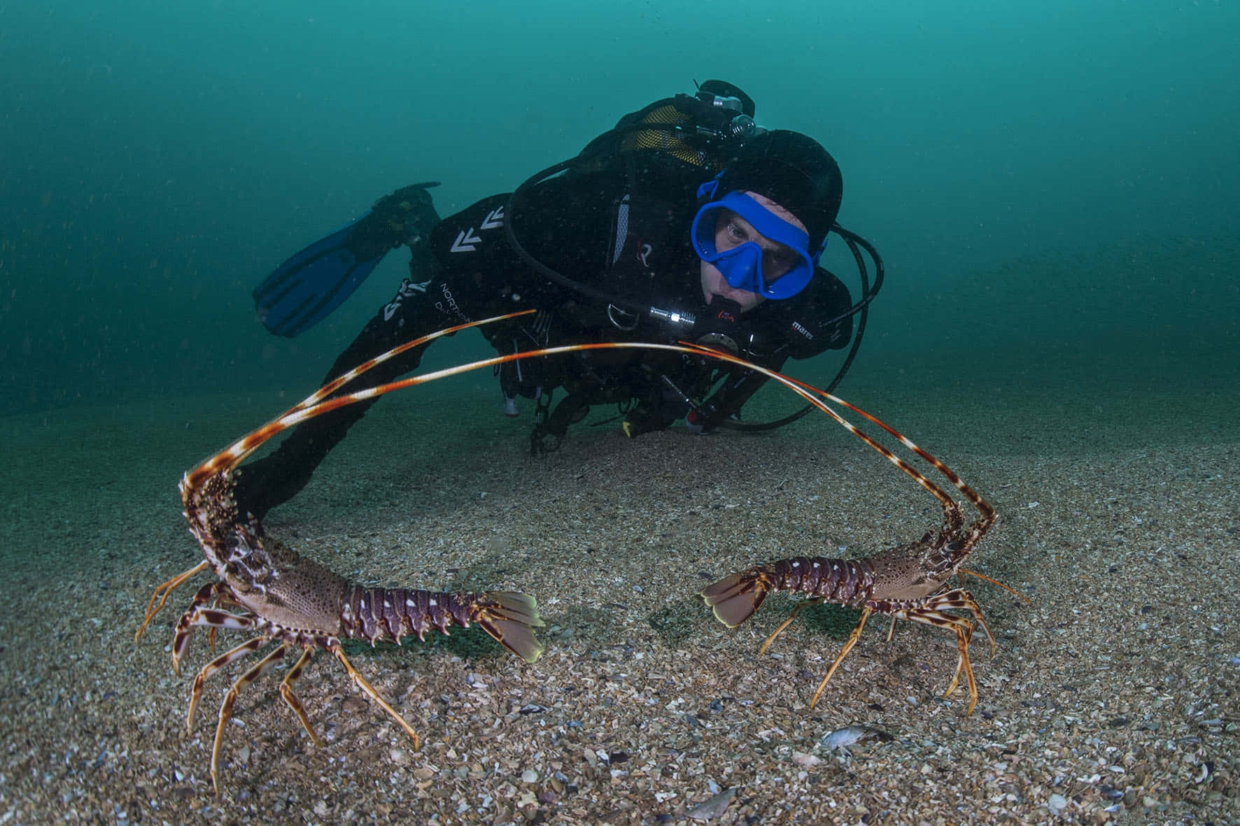 spiny lobster, scuba diver, black gear, HD Desktop Wallpaper