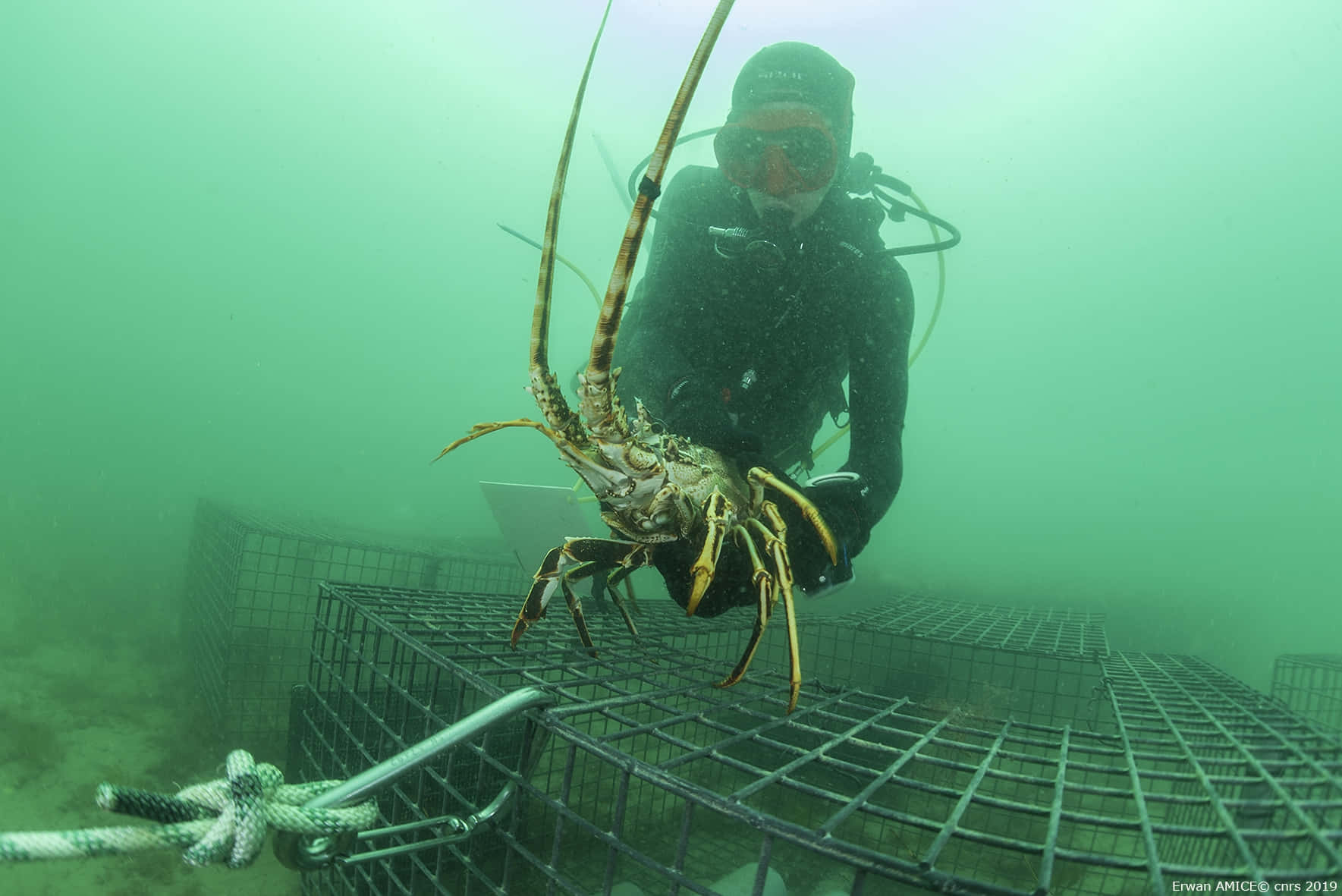 spiny lobster, scuba diver, murky green water, HD Desktop Wallpaper