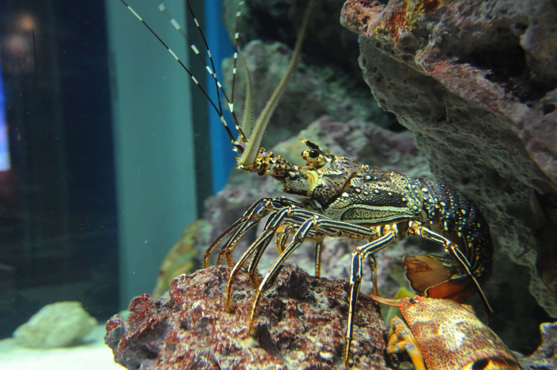 spiny lobster, spotted shell, long antennae, HD Desktop Wallpaper