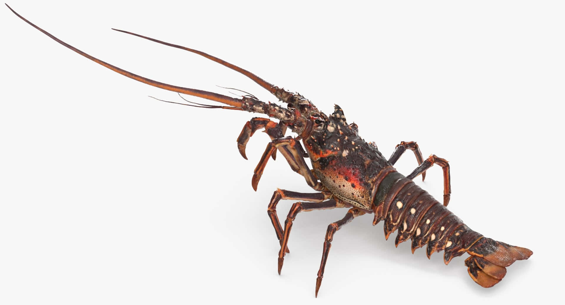 spiny lobster, mottled brown and red shell, plain white background, Full HD Desktop Wallpaper