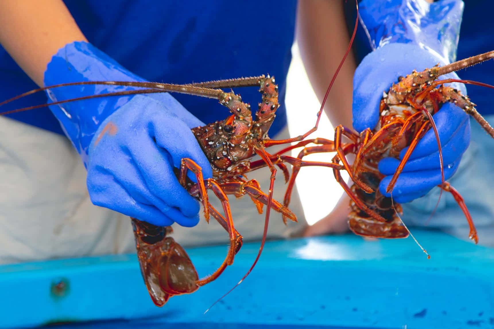 spiny lobster, blue gloves, long antennae, HD Desktop Wallpaper