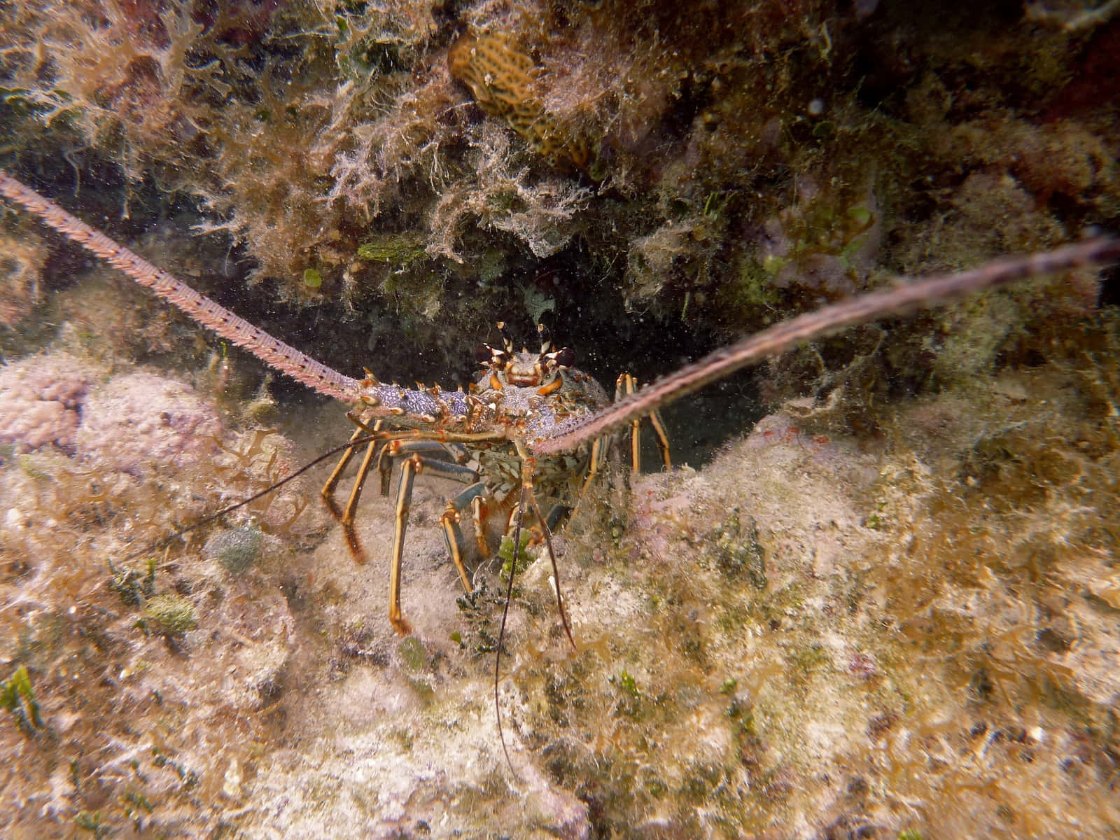 spiny lobster, rocky seabed, algae, HD Desktop Wallpaper