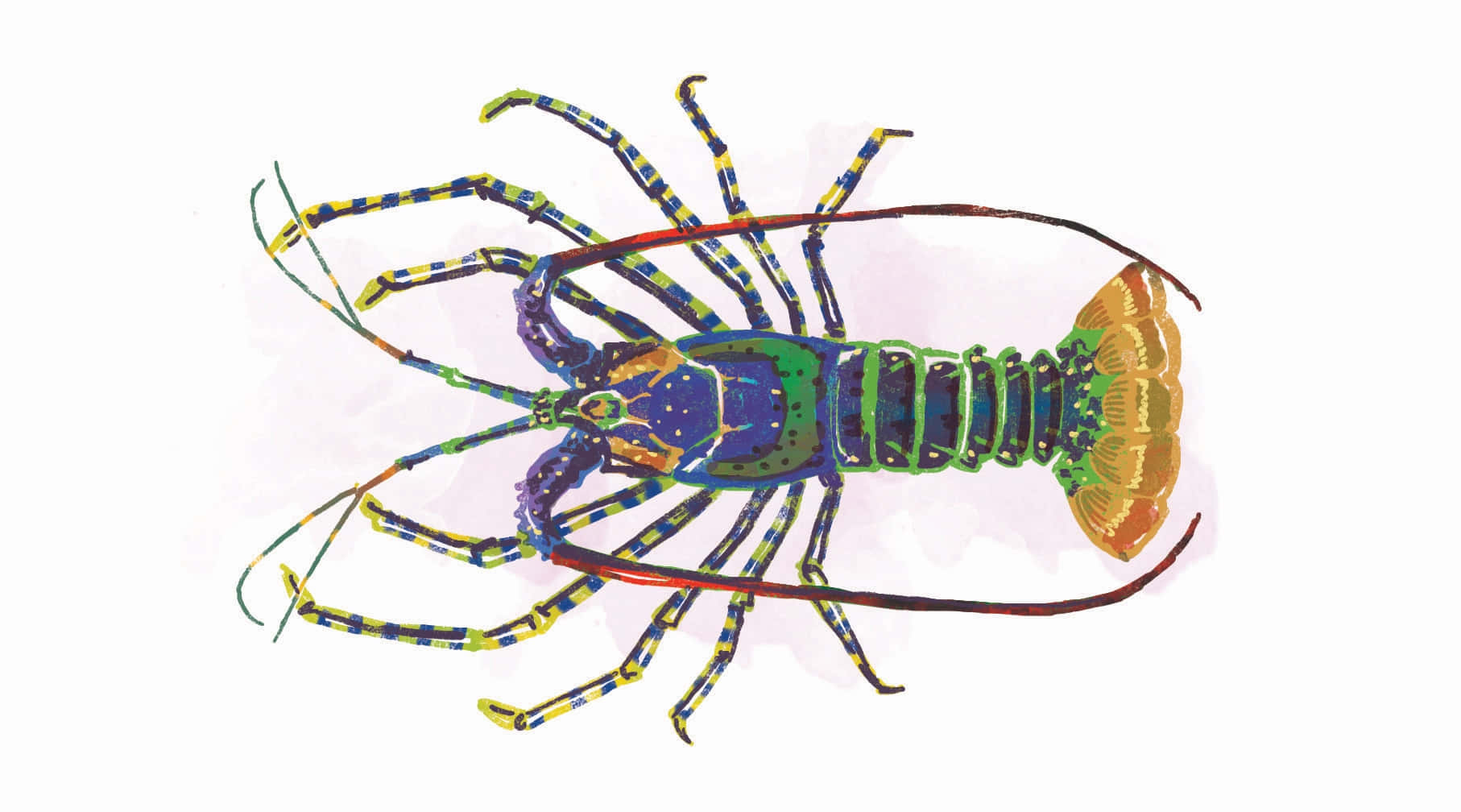 colorful spiny lobster, blue green yellow and orange patterns, white background, HD Desktop Wallpaper