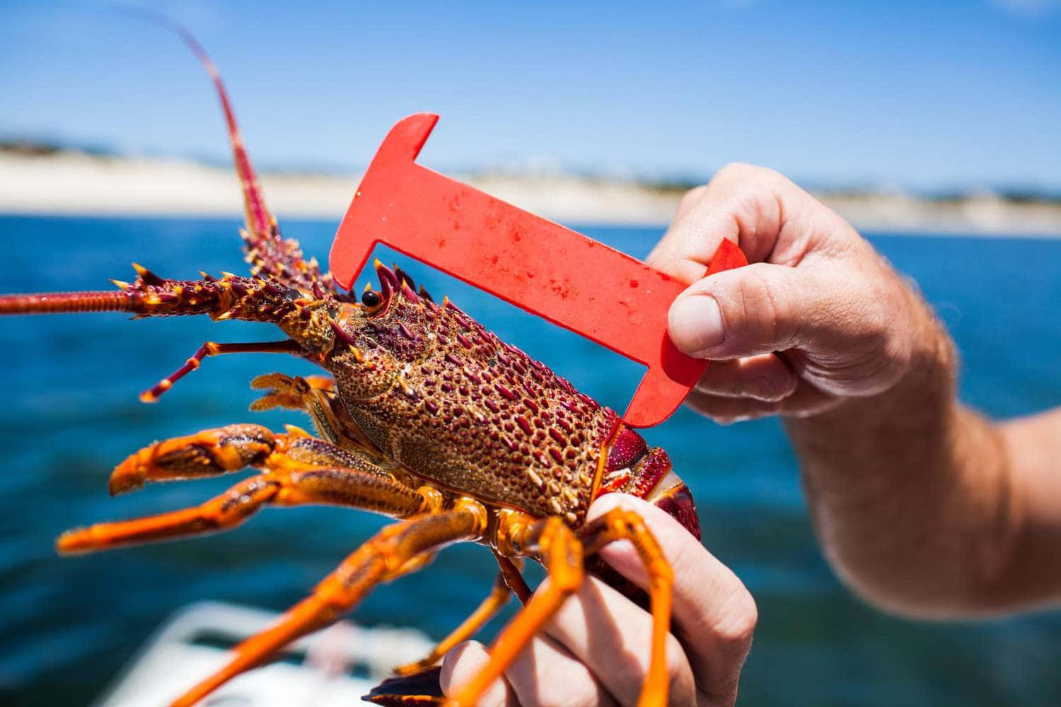 spiny lobster, vibrant red spiny lobster, red measuring tool, HD Desktop Wallpaper