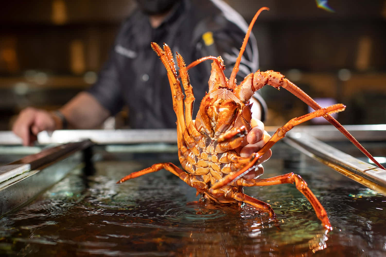 spiny lobster, chef, glass tank of water, HD Desktop Wallpaper