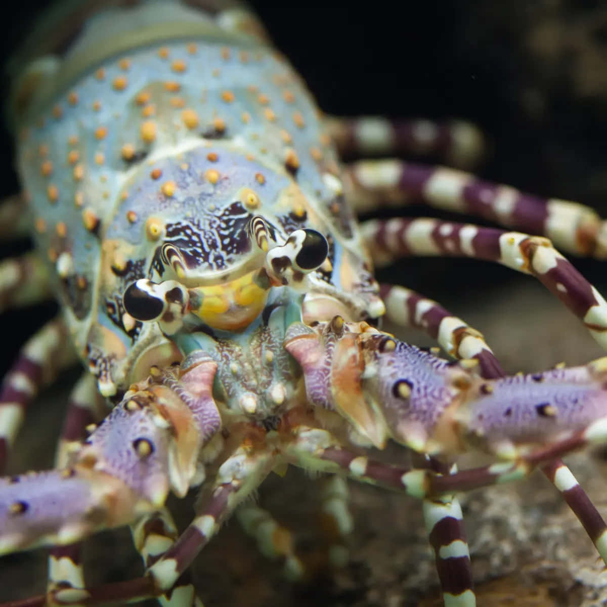 colorful spiny lobster, blue purple and orange patterns, striped claws, SD Desktop Wallpaper
